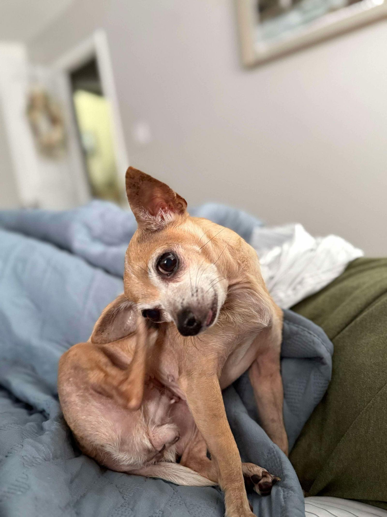 Brownie, Adoptable, Young Female Chihuahua.