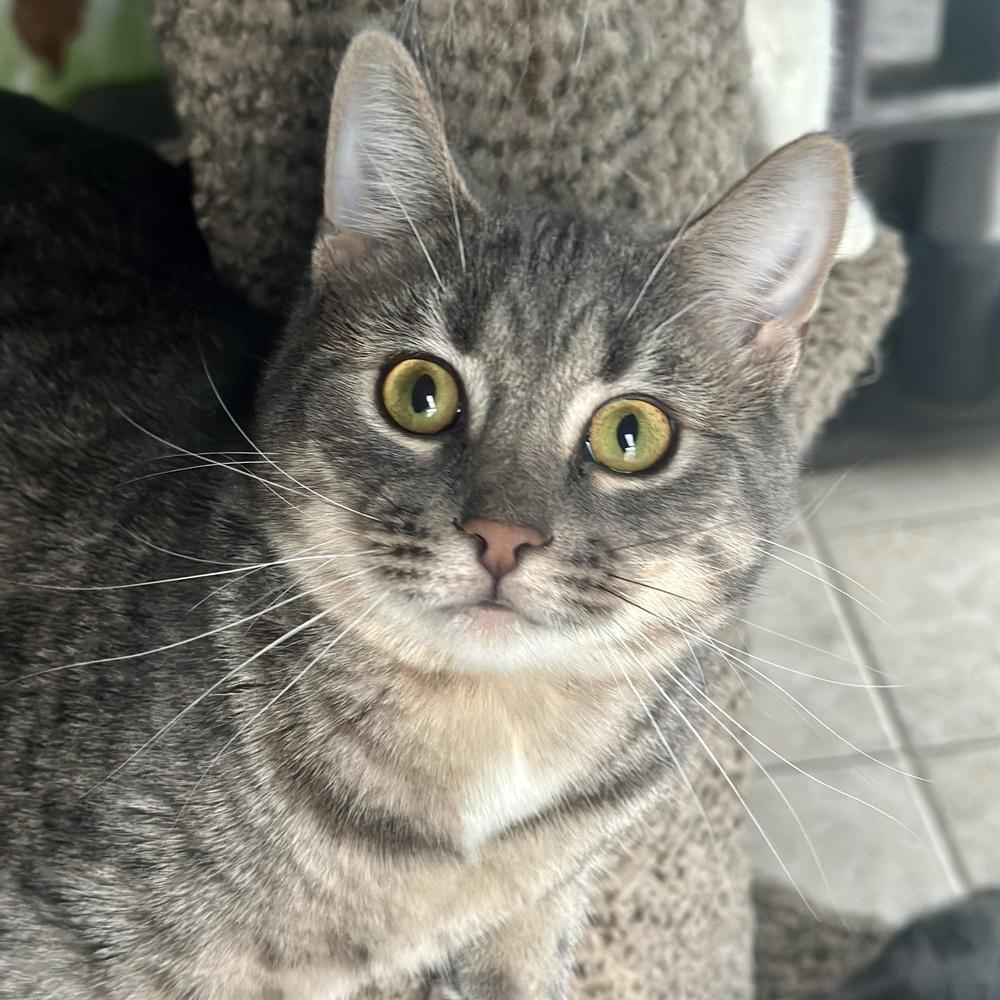 Dusty, a Adoptable mixed breed in Columbus, OH image 1/3