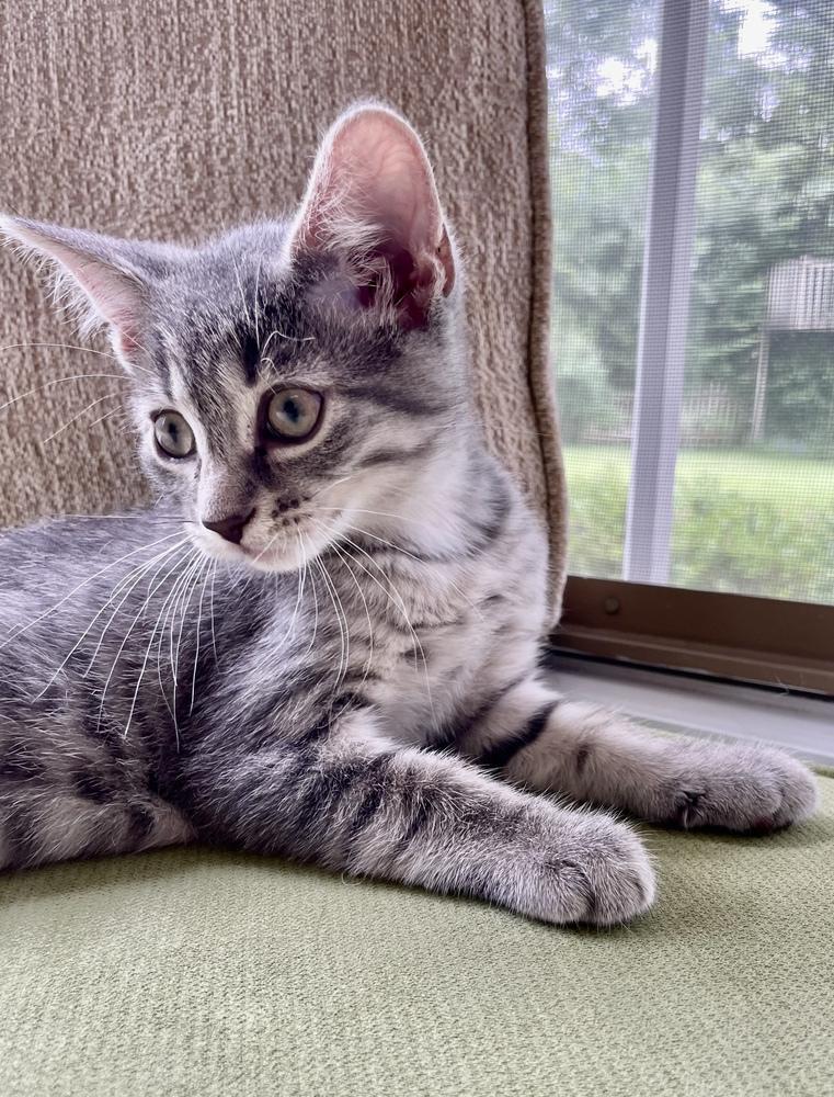 Dusty, Adoptable, Kitten Male Domestic Short Hair.