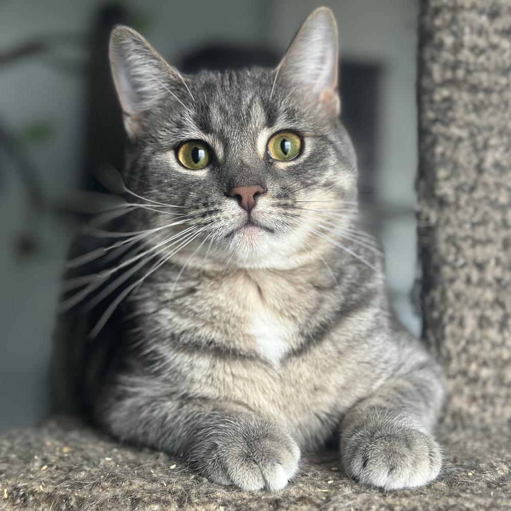 Dusty, a Adoptable mixed breed in Columbus, OH image 3/3