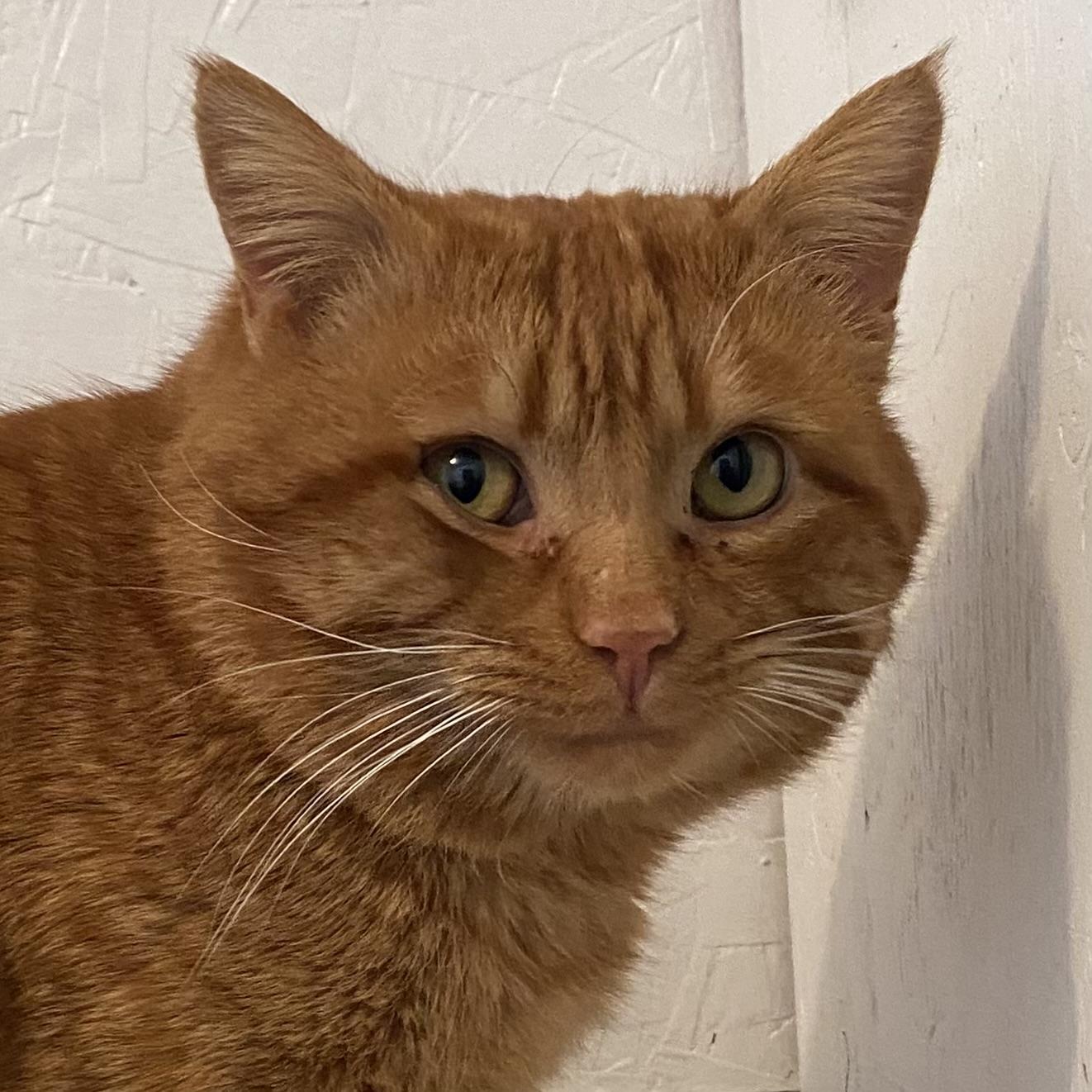 Scotty, adoptable, Adult Male Tabby.