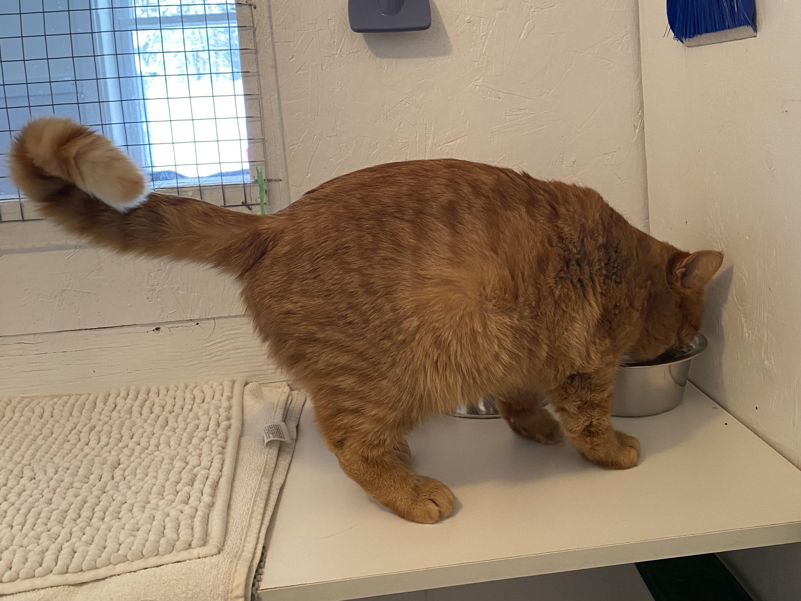 Enlarge Scotty, an adoptable Tabby in Stanstead, QC image 4/4