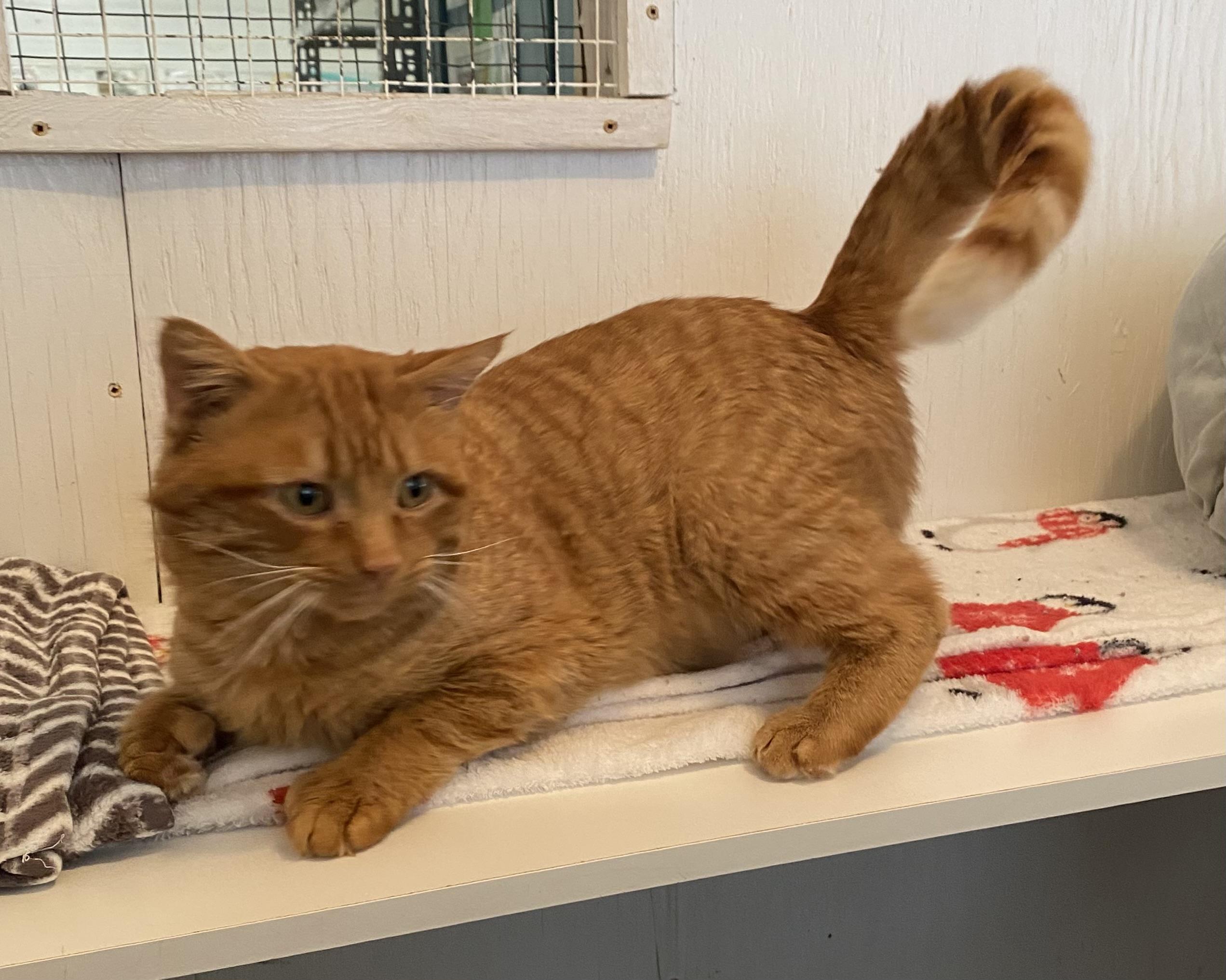 Enlarge Scotty, an adoptable Tabby in Stanstead, QC image 3/4