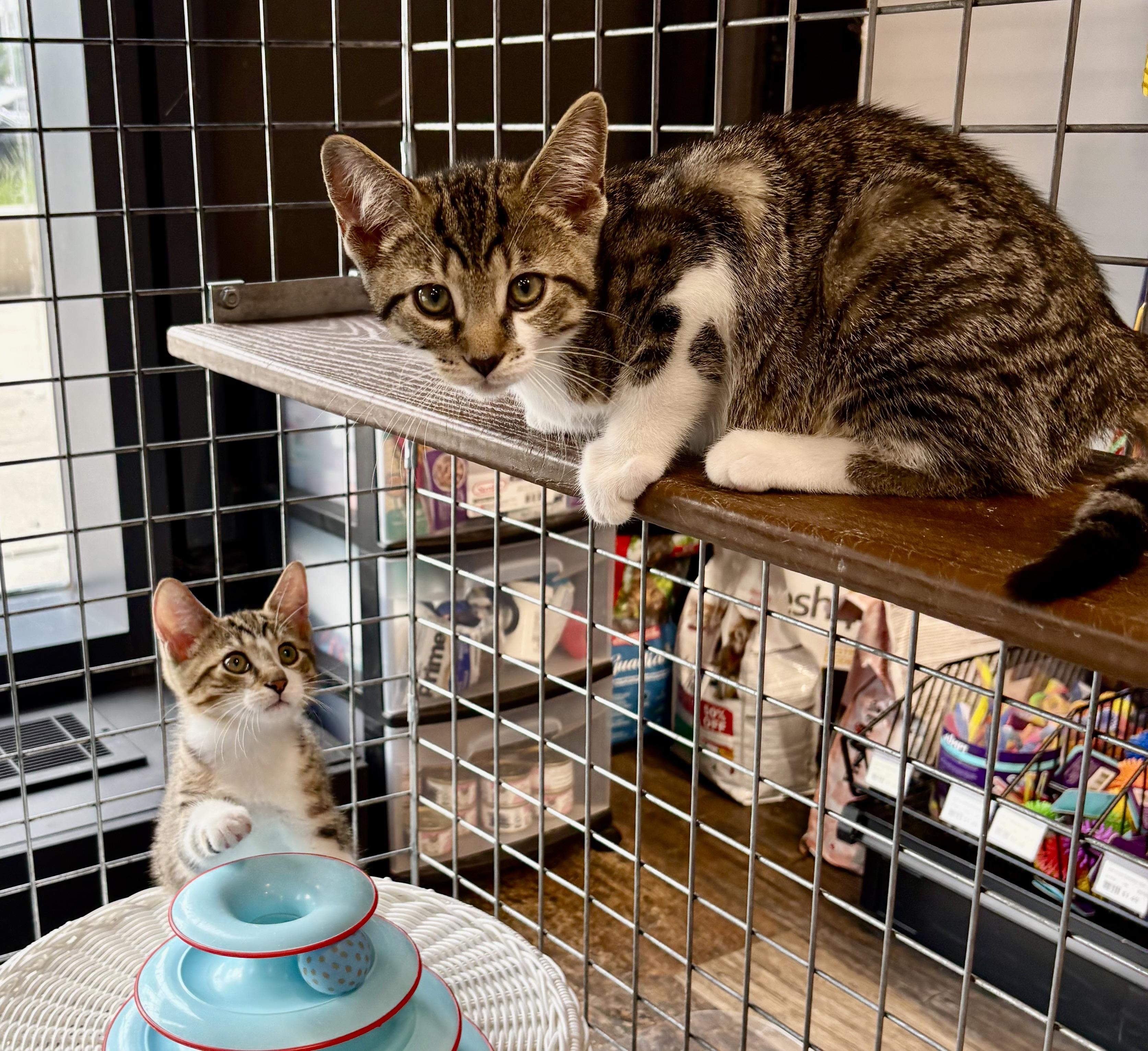 Kittens-Pet Valu Mcity, an adoptable Domestic Short Hair in Mississauga, ON image 5/5