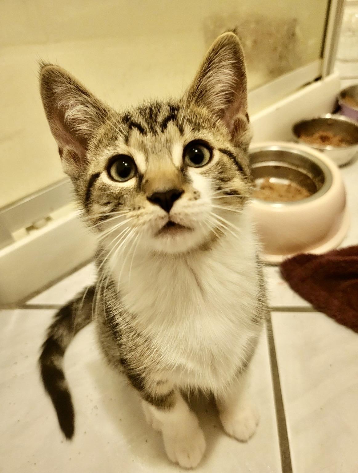 Kittens-Pet Valu Mcity, an adoptable Domestic Short Hair in Mississauga, ON image 2/5