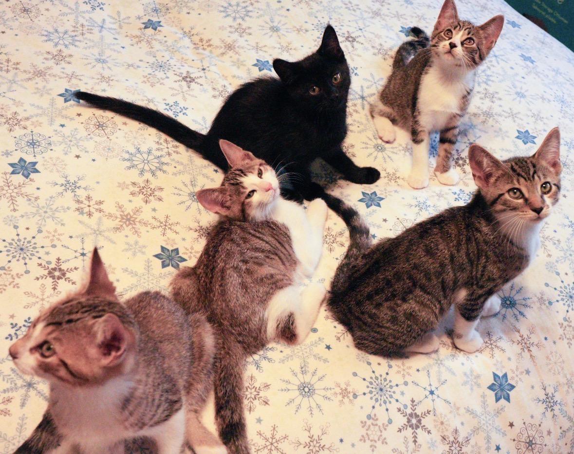 Kittens-Pet Valu Mcity, an adoptable Domestic Short Hair in Mississauga, ON image 1/5