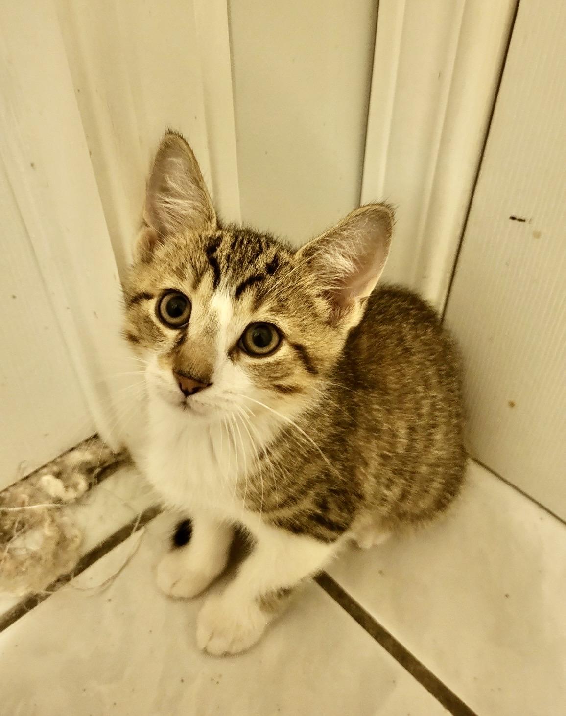 Kittens-Pet Valu Mcity, an adoptable Domestic Short Hair in Mississauga, ON image 3/5