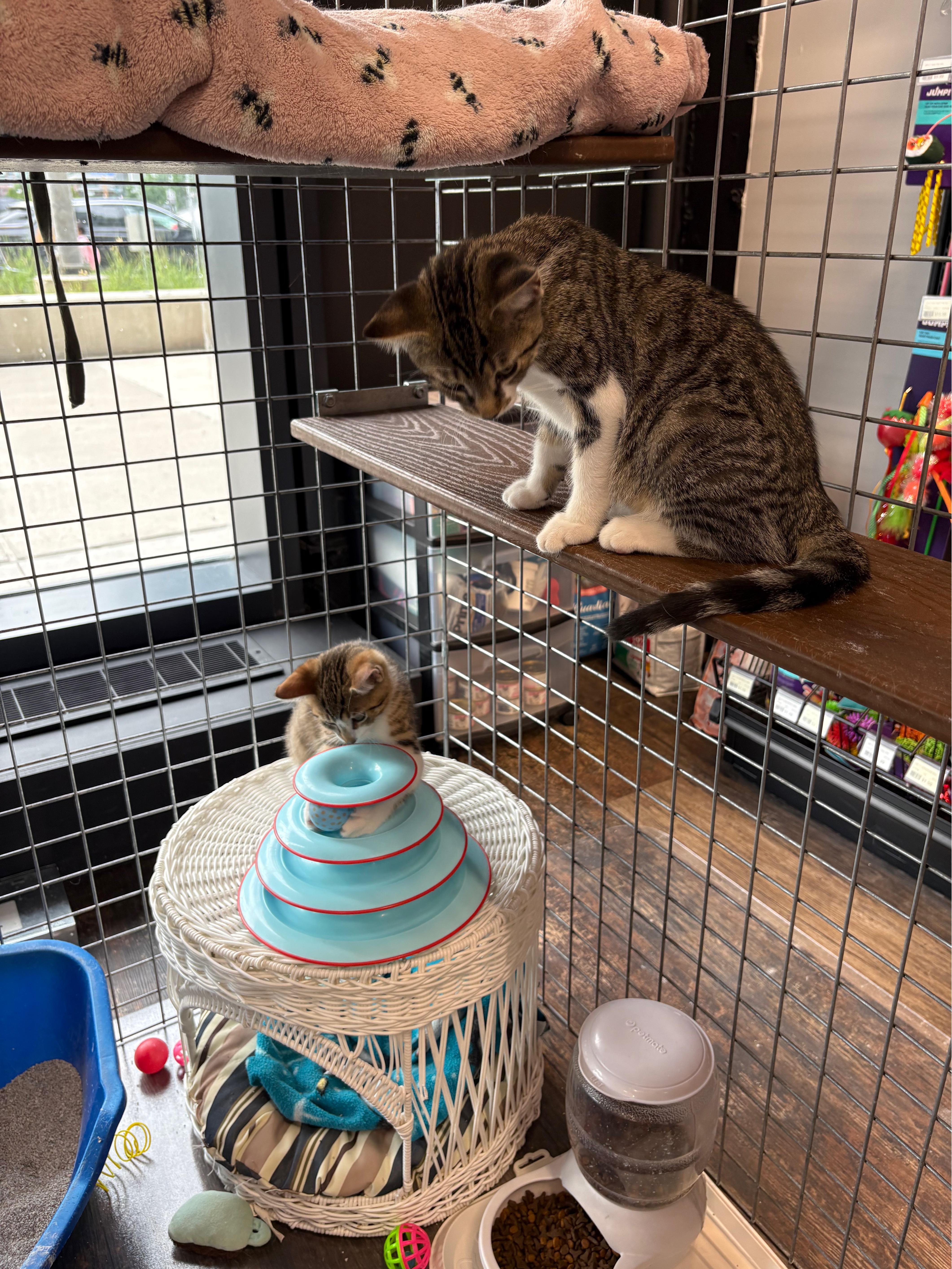 Kittens-Pet Valu Mcity, an adoptable Domestic Short Hair in Mississauga, ON image 4/5
