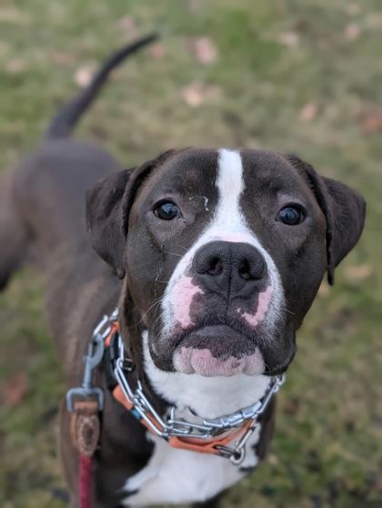 Junior, Adoptable, Adult Male American Bulldog & Mixed Breed.