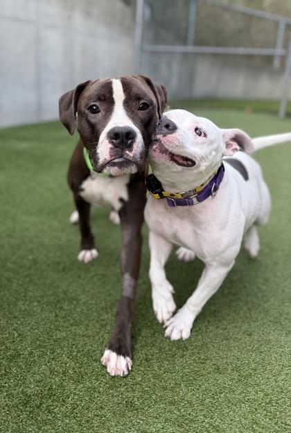 Junior, a Adoptable mixed breed in Valley View, OH image 2/3