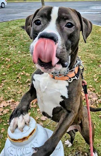 Junior, a Adoptable mixed breed in Valley View, OH image 3/3