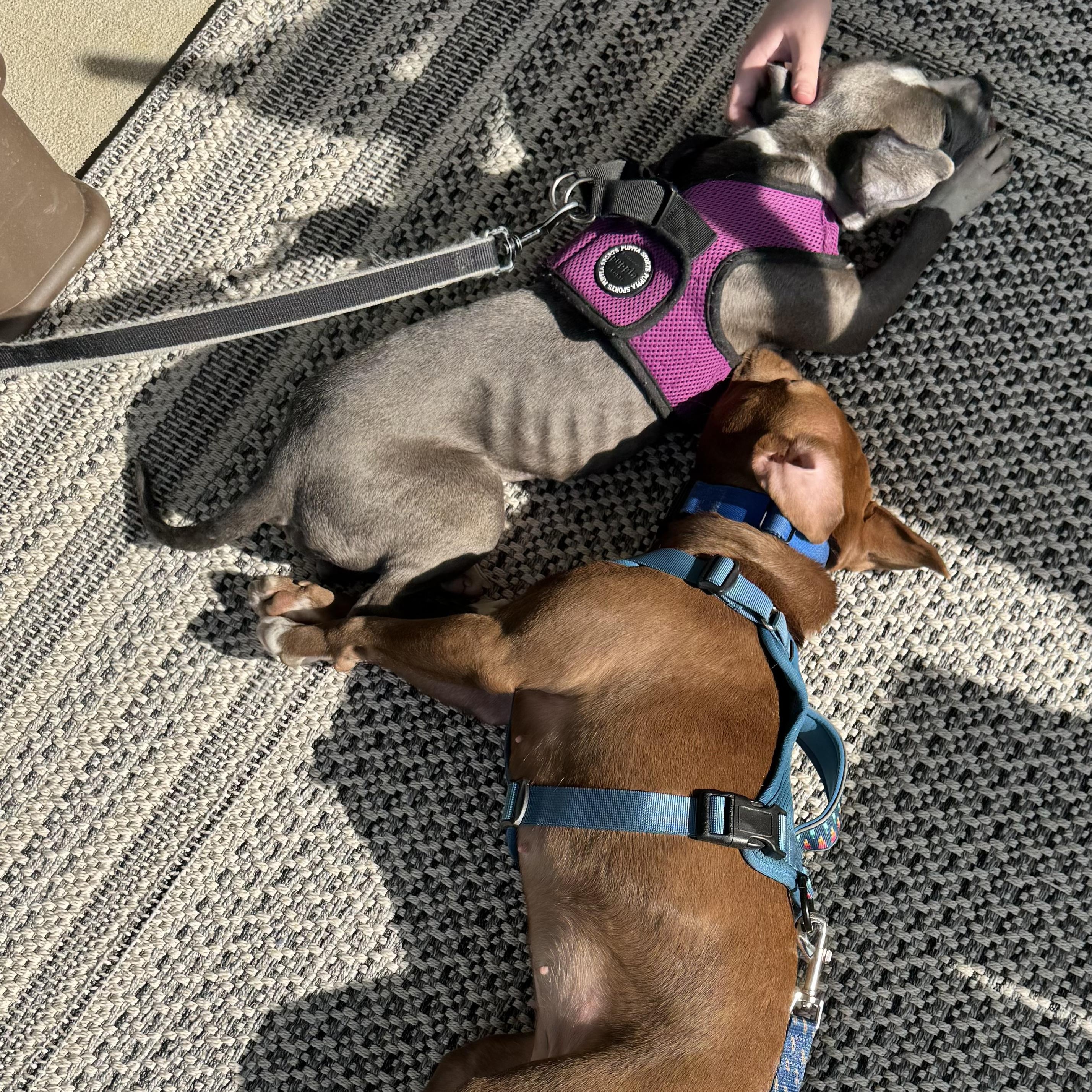 Enlarge Ducky, a ADOPTABLE mixed breed in Southern Pines, NC image 2/2