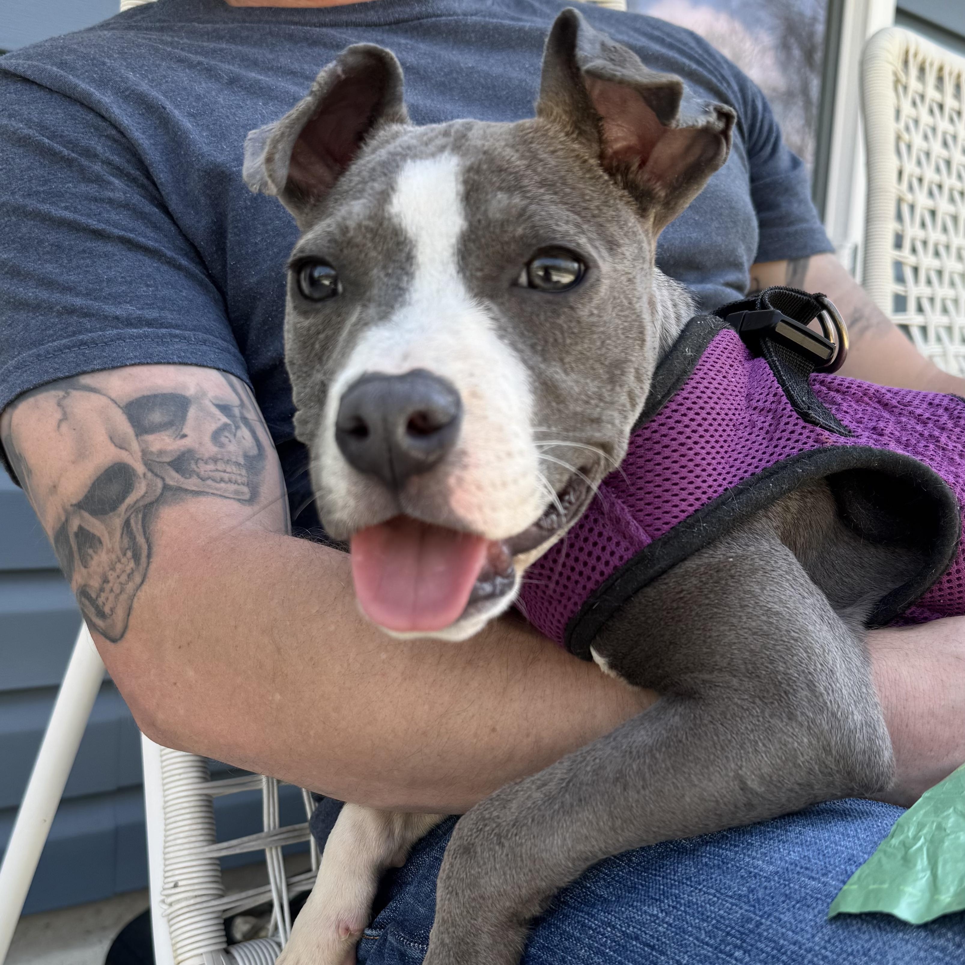 Ducky, ADOPTABLE, Young Male Staffordshire Bull Terrier.