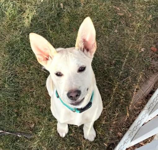 Enlarge Sammy, a ADOPTABLE mixed breed in Wilsall, MT image 1/1