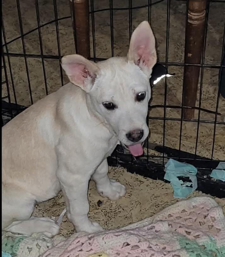 Enlarge Sammy, a ADOPTABLE mixed breed in Wilsall, MT image 1/1