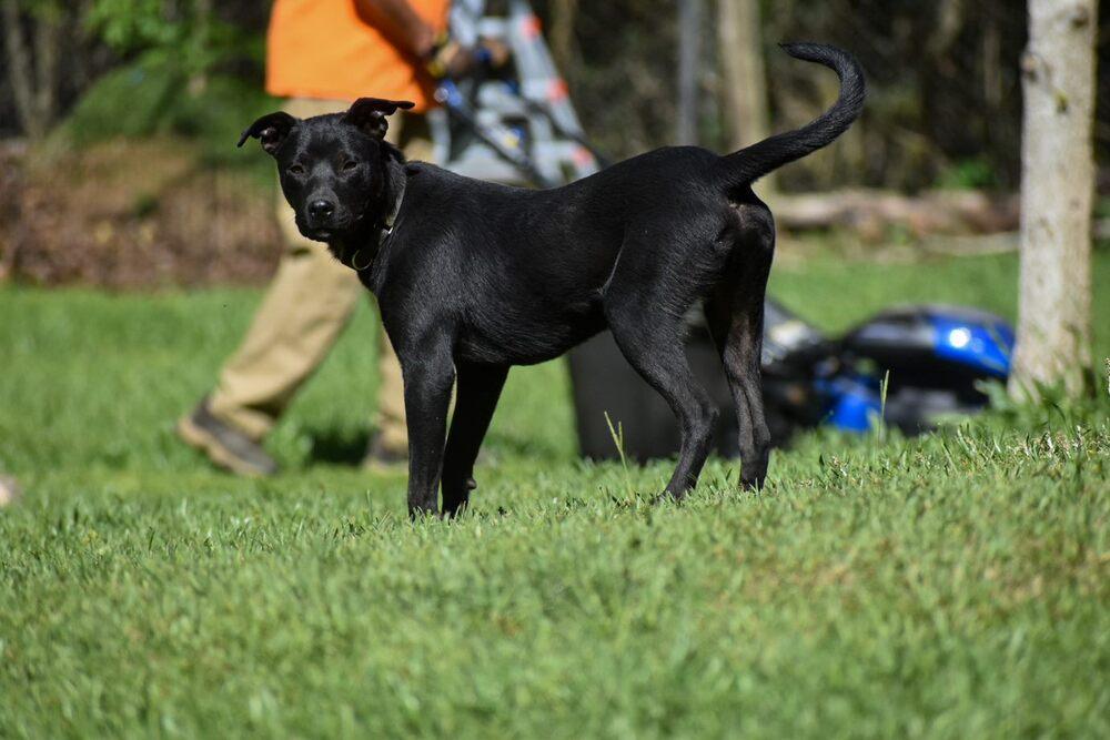Enlarge Thunder, a Adoptable mixed breed in Newton, TX image 1/2
