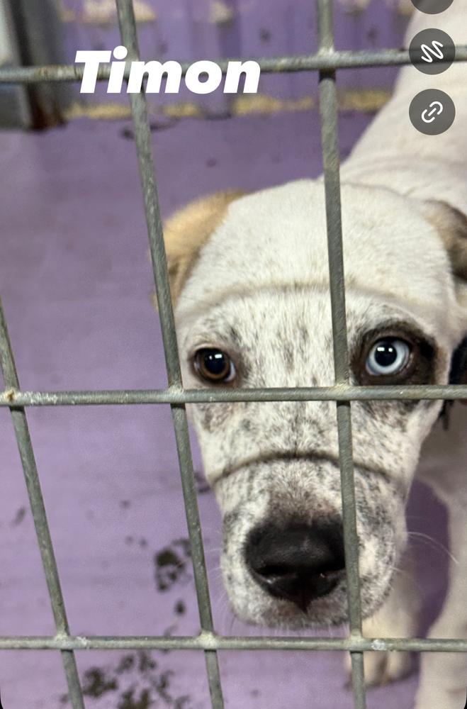 Timon (Fostered in Omaha), Adoptable, Puppy Male Mixed Breed & Mixed Breed.