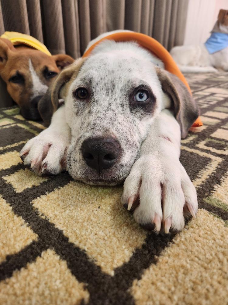 Enlarge Timon (Fostered in Omaha), a Adoptable mixed breed in Papillion, NE image 2/5