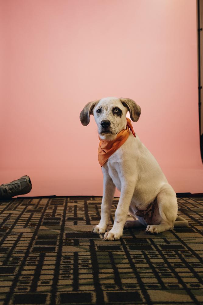 Enlarge Timon (Fostered in Omaha), a Adoptable mixed breed in Papillion, NE image 3/5