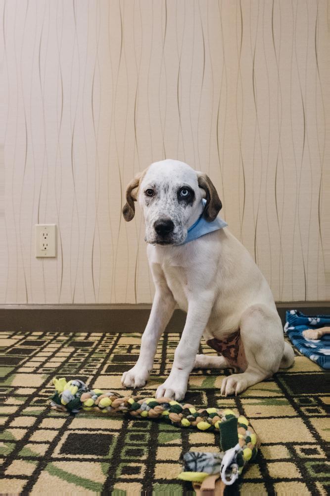 Enlarge Timon (Fostered in Omaha), a Adoptable mixed breed in Papillion, NE image 4/5