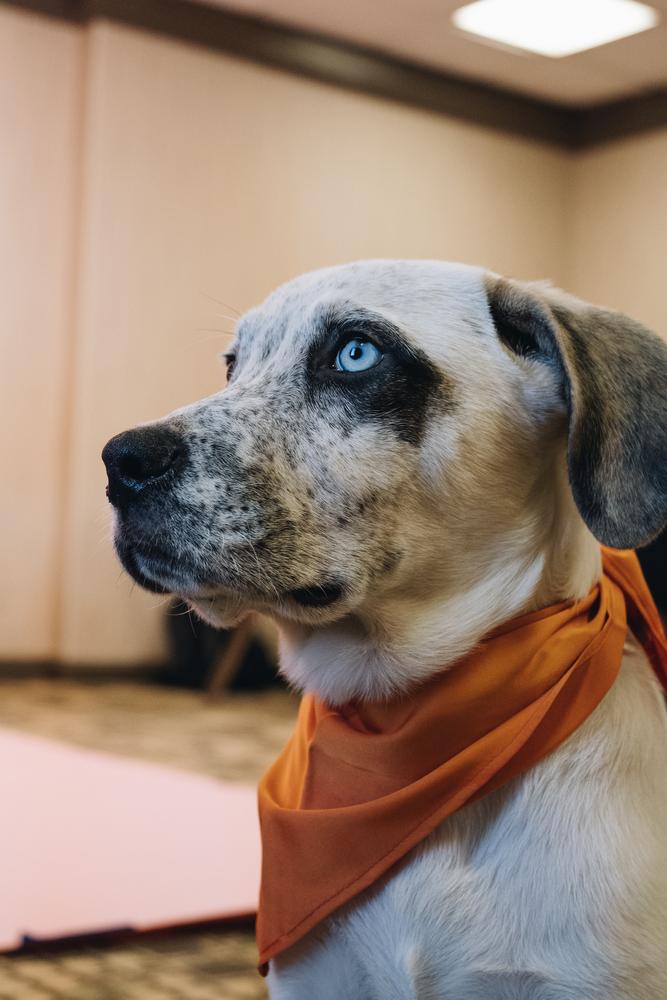 Enlarge Timon (Fostered in Omaha), a Adoptable mixed breed in Papillion, NE image 5/5