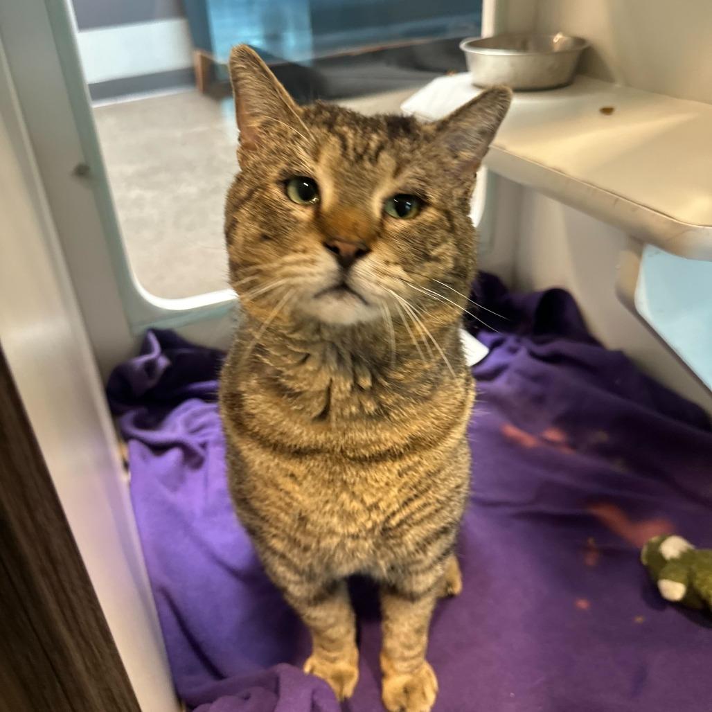 Haflinger, Adoptable, Adult Male Domestic Short Hair.