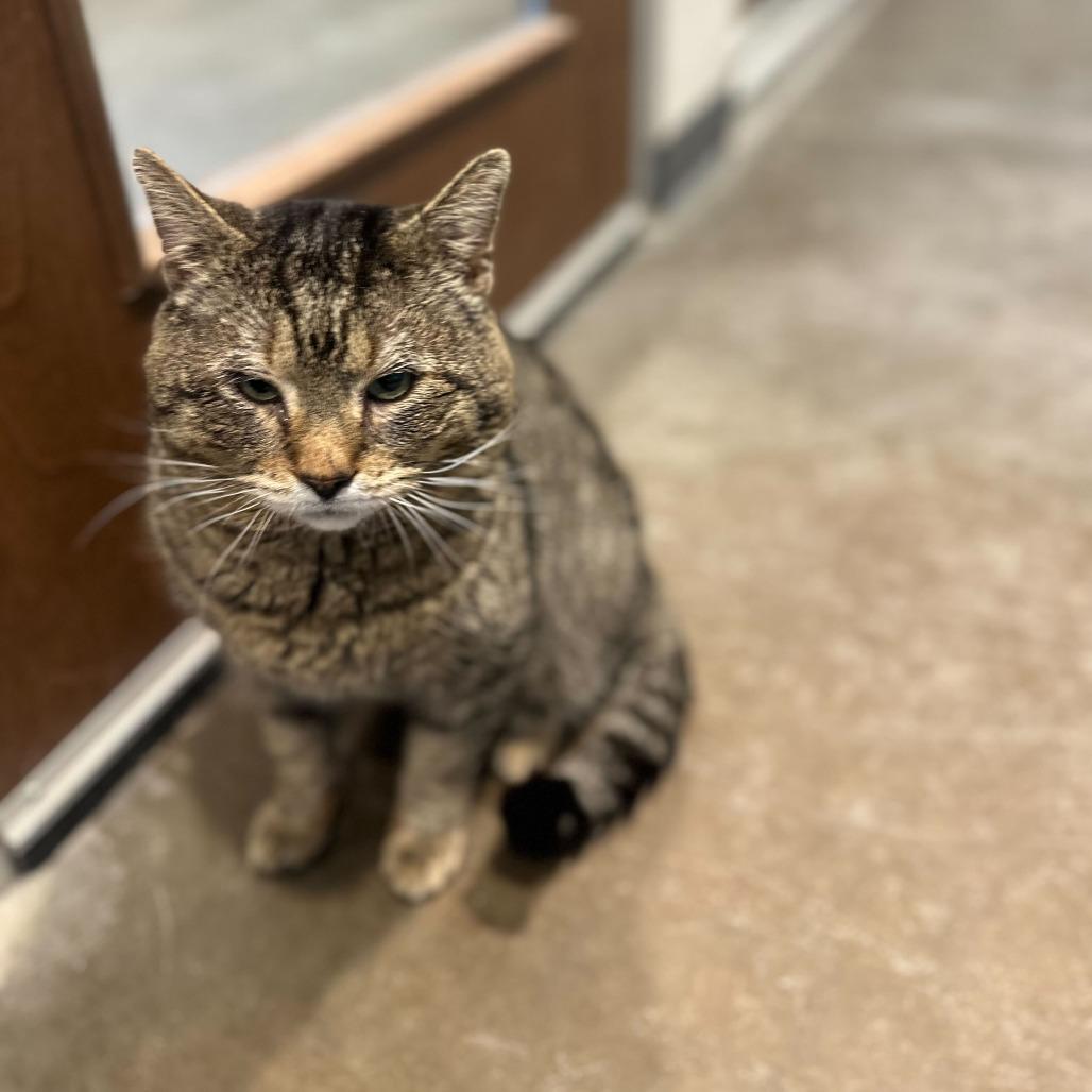 Haflinger, a Adoptable Domestic Short Hair in Matteson, IL image 2/4
