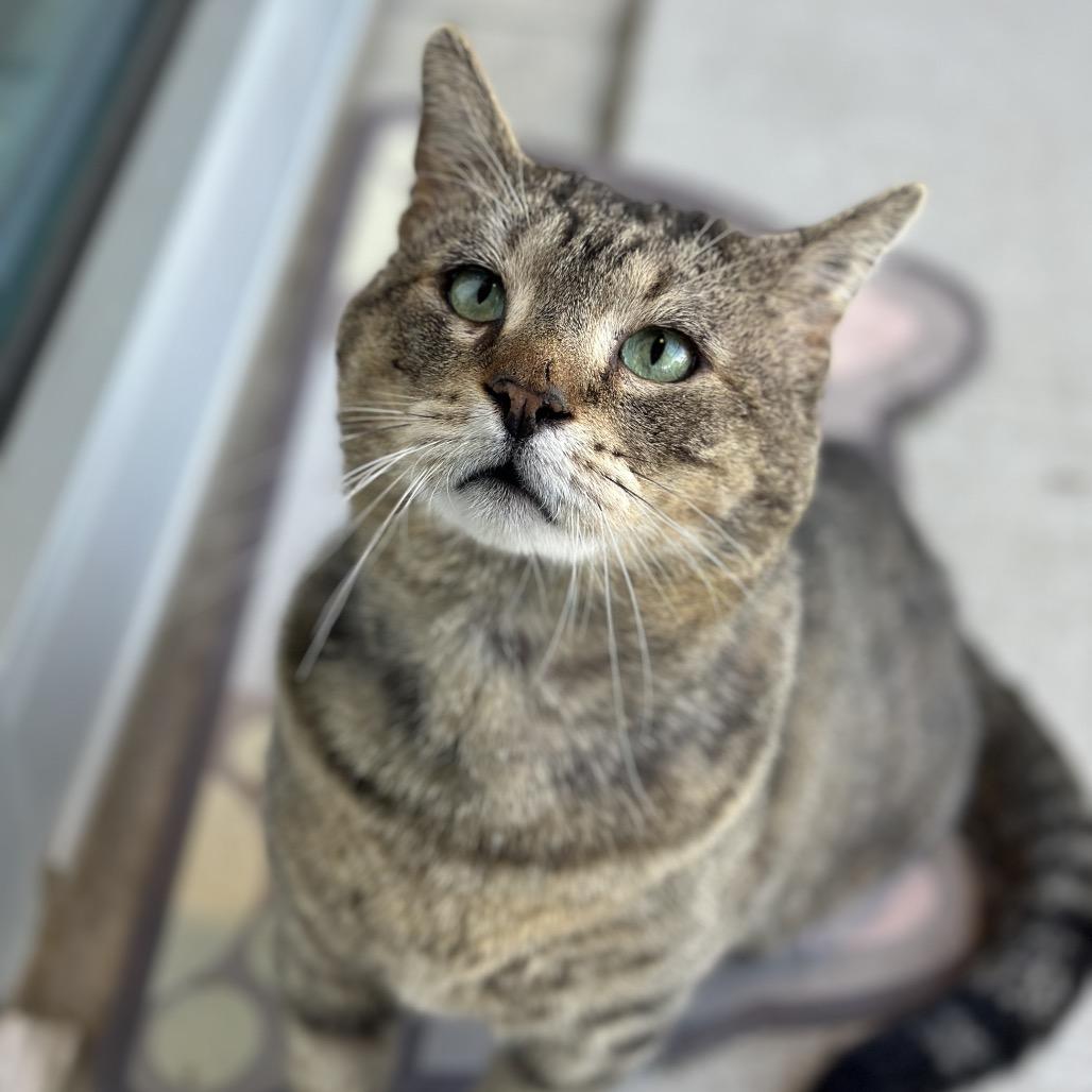Haflinger, a Adoptable Domestic Short Hair in Matteson, IL image 3/6