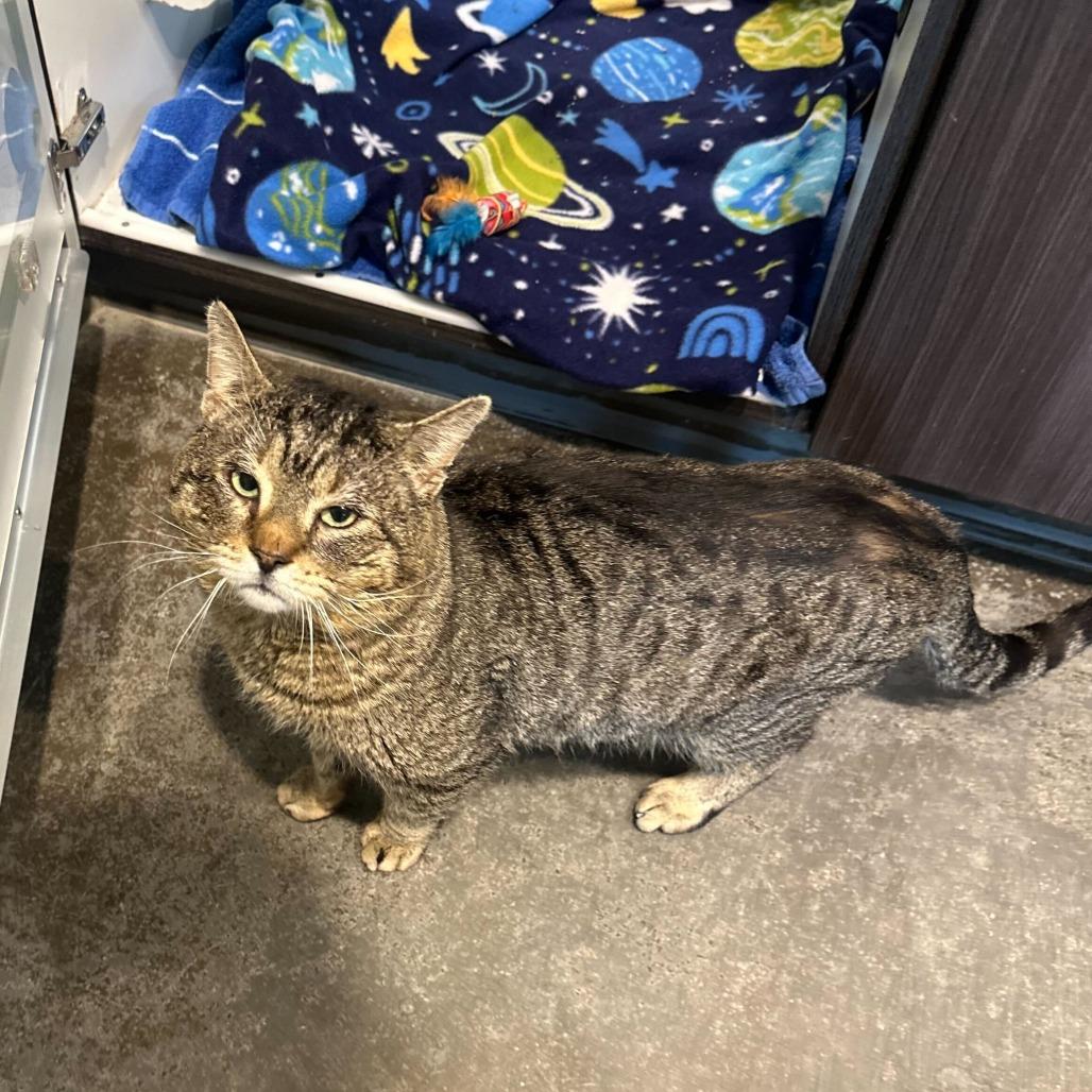 Haflinger, a Adoptable Domestic Short Hair in Matteson, IL image 3/4