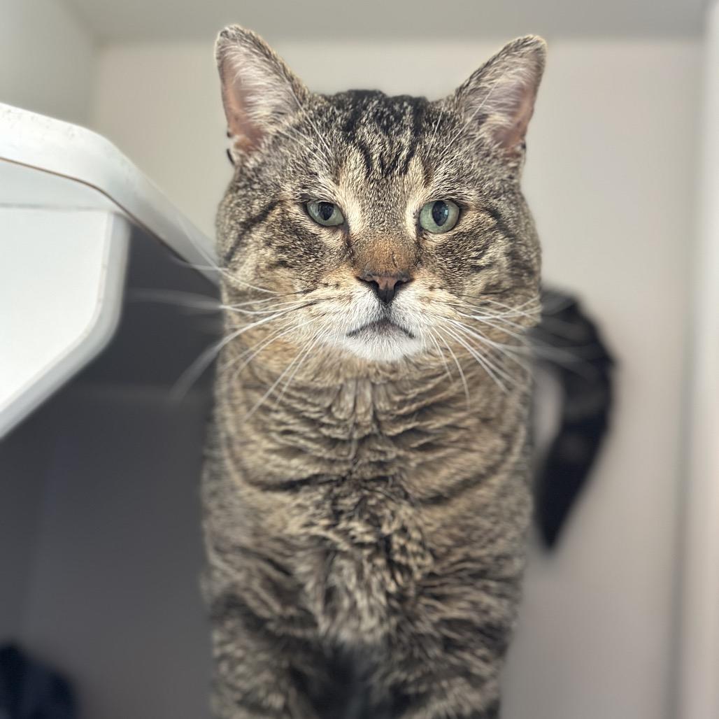 Haflinger, a Adoptable Domestic Short Hair in Matteson, IL image 4/4