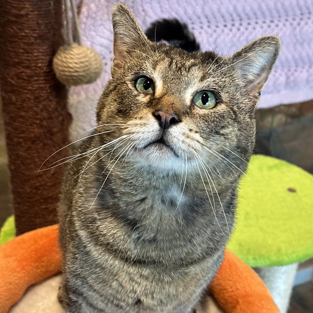 Haflinger, a Adoptable Domestic Short Hair in Matteson, IL image 6/6