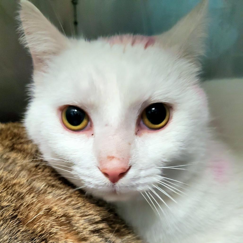 Enlarge Fish, a Adoptable Domestic Short Hair in PITTSBURGH, PA image 1/1