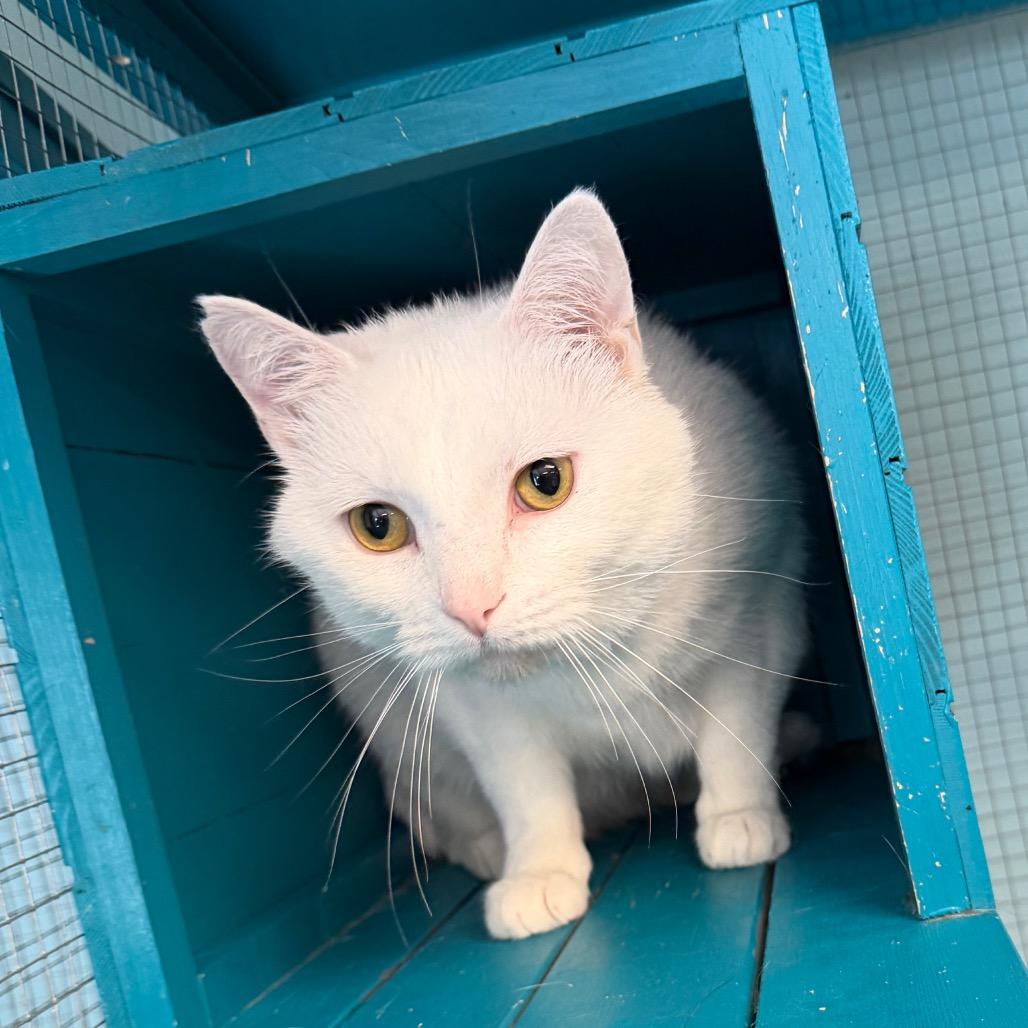 Enlarge Fish, a Adoptable Domestic Short Hair in PITTSBURGH, PA image 3/3