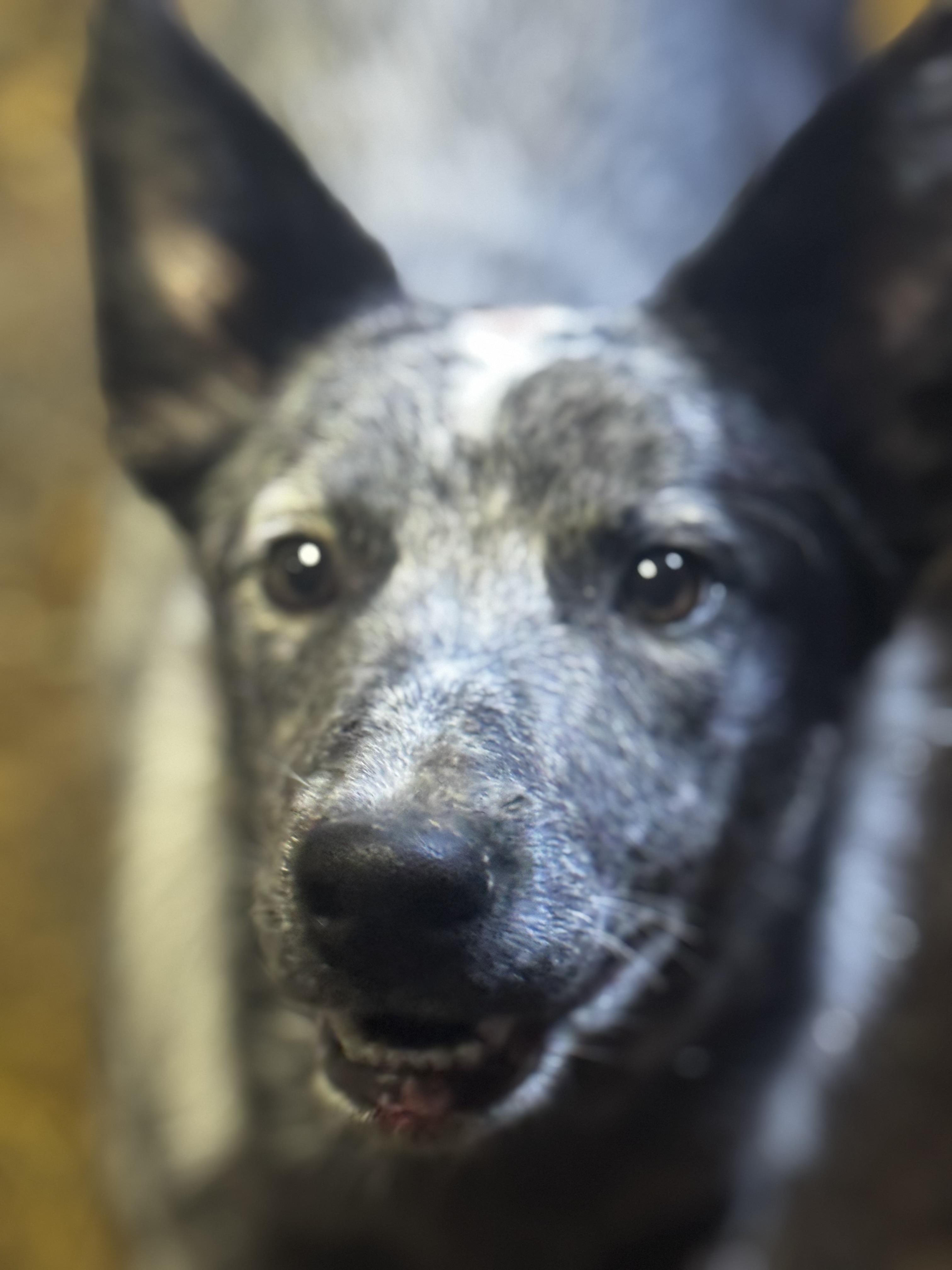 Ezra, ADOPTABLE, Puppy Male Australian Cattle Dog / Blue Heeler.