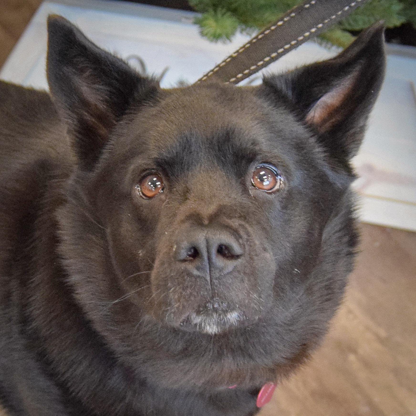 Mila, an adoptable mixed breed in Huntley, IL image 1/5