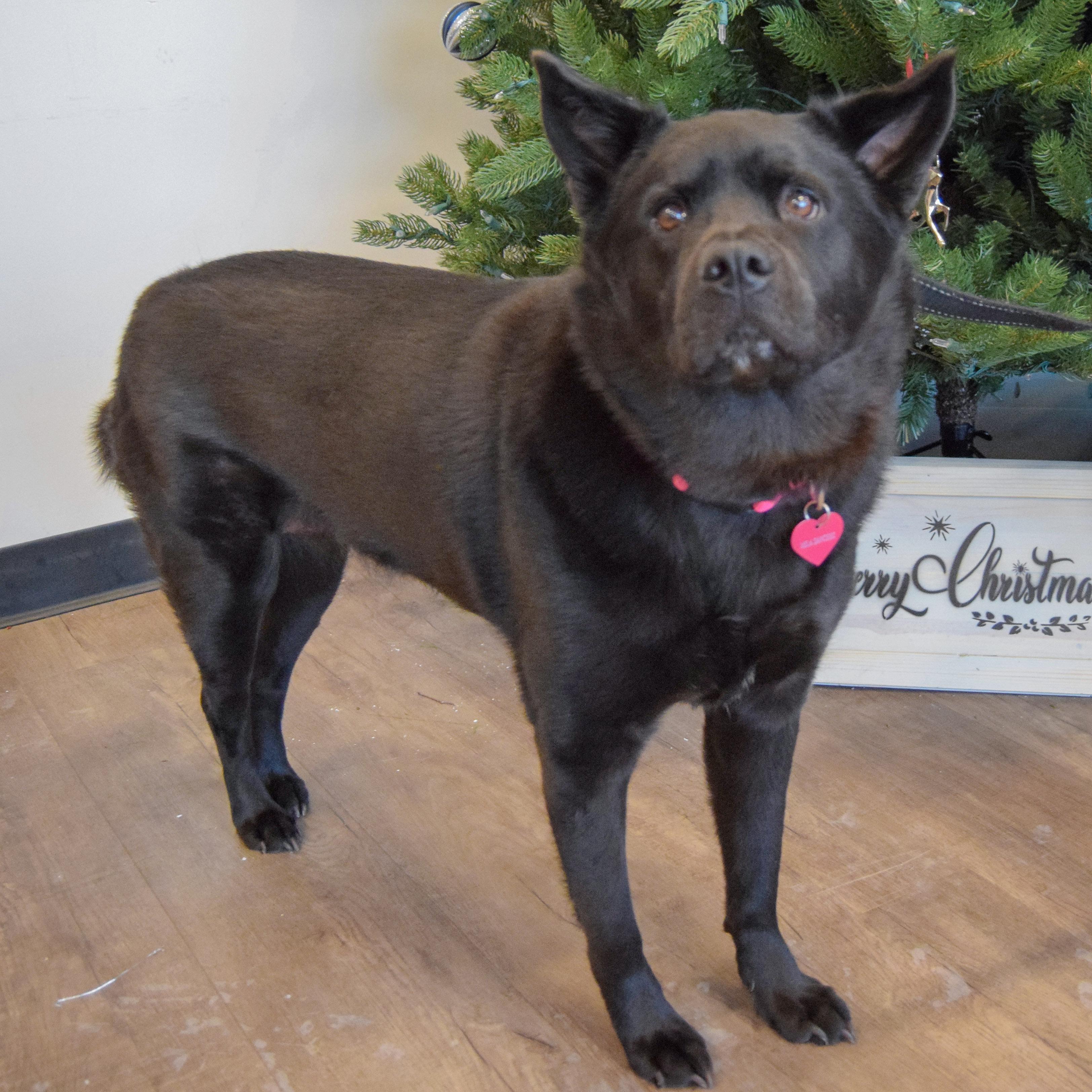 Mila, an adoptable mixed breed in Huntley, IL image 2/5