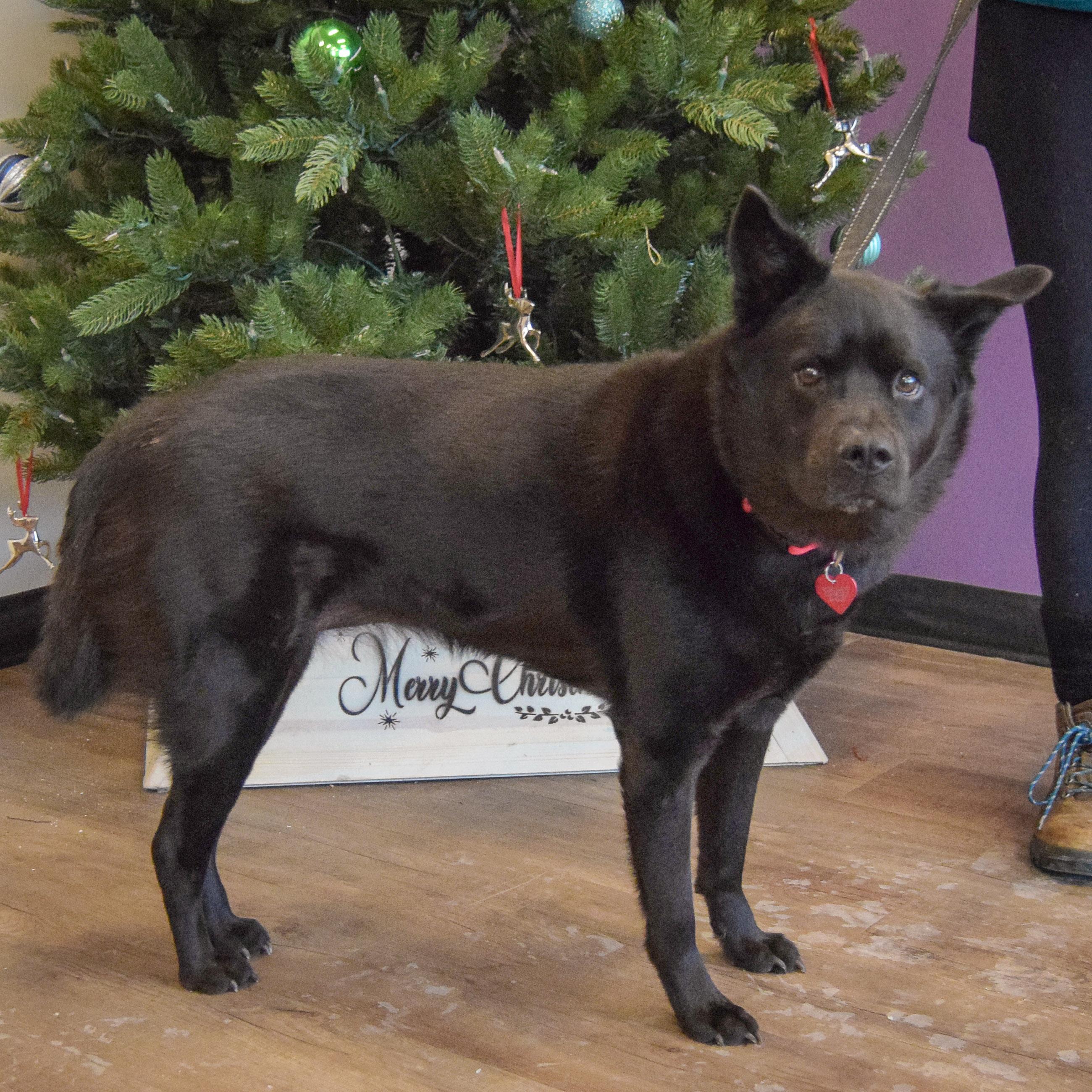 Mila, an adoptable mixed breed in Huntley, IL image 3/5