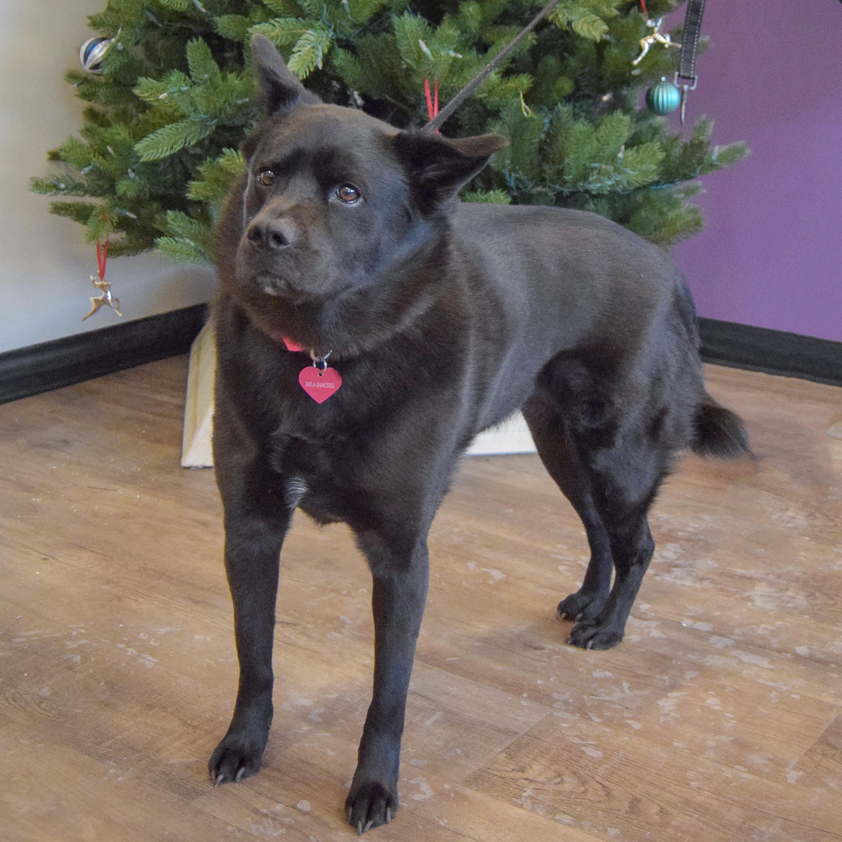 Mila, an adoptable mixed breed in Huntley, IL image 4/5