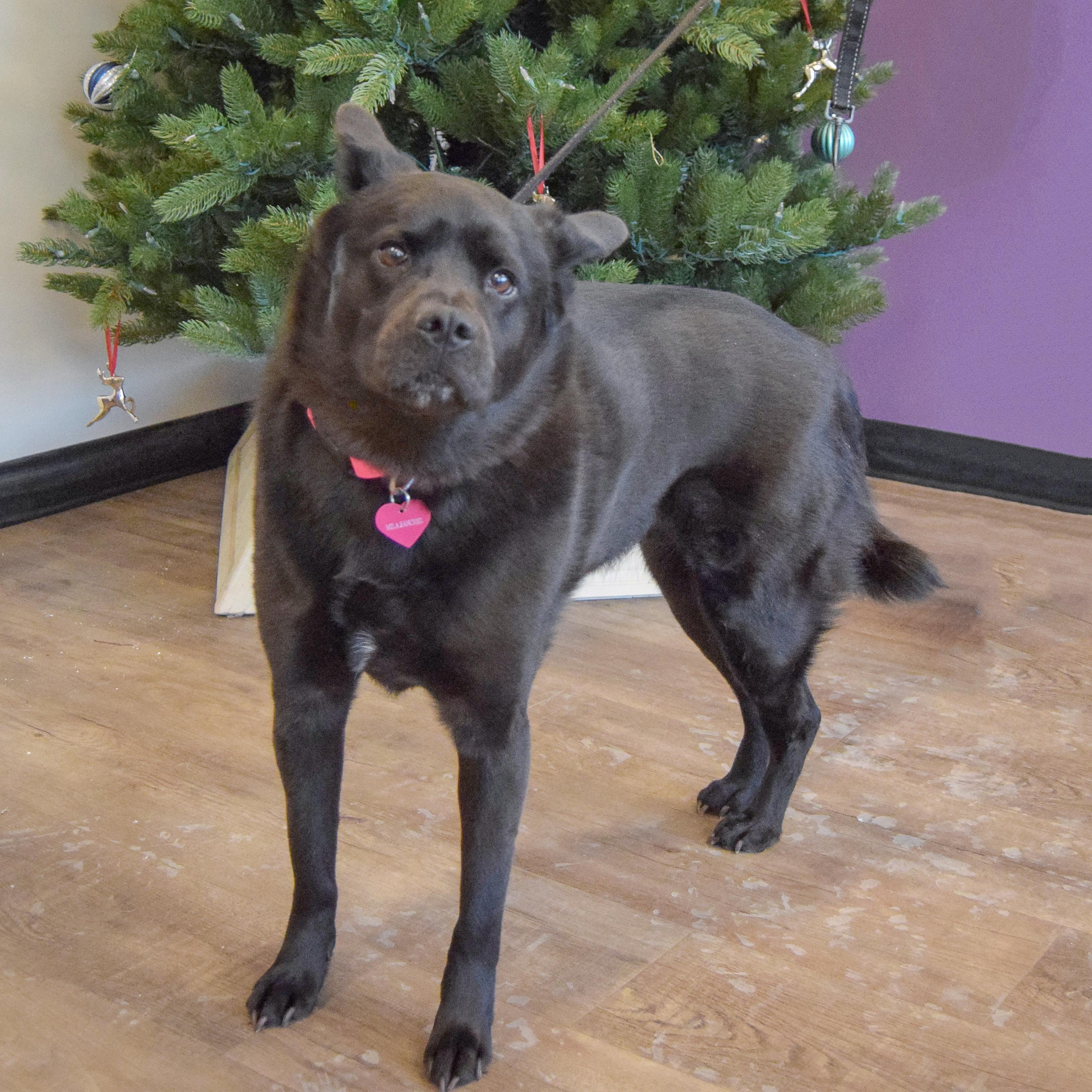 Mila, an adoptable mixed breed in Huntley, IL image 5/5