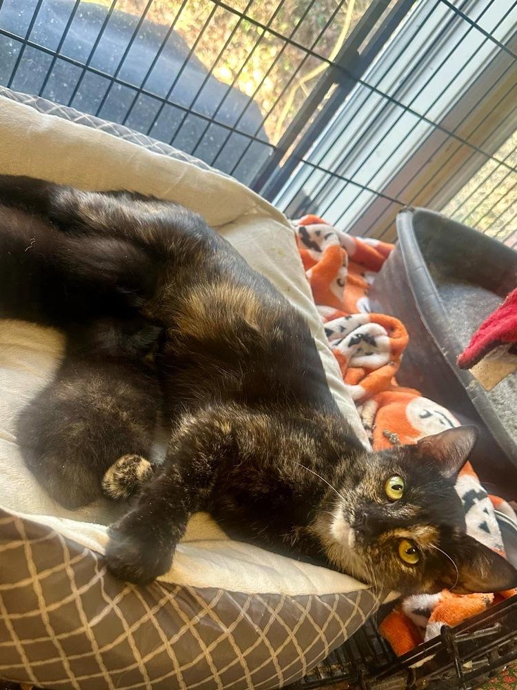 Prada, Adoptable, Young Female Domestic Short Hair & Domestic Short Hair.