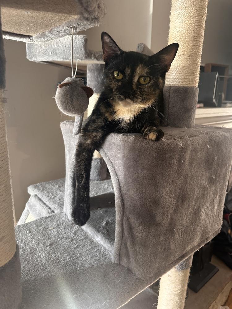 Prada, a Adoptable mixed breed in Chicago, IL image 2/6