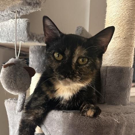 Prada, a Adoptable mixed breed in Chicago, IL image 3/6