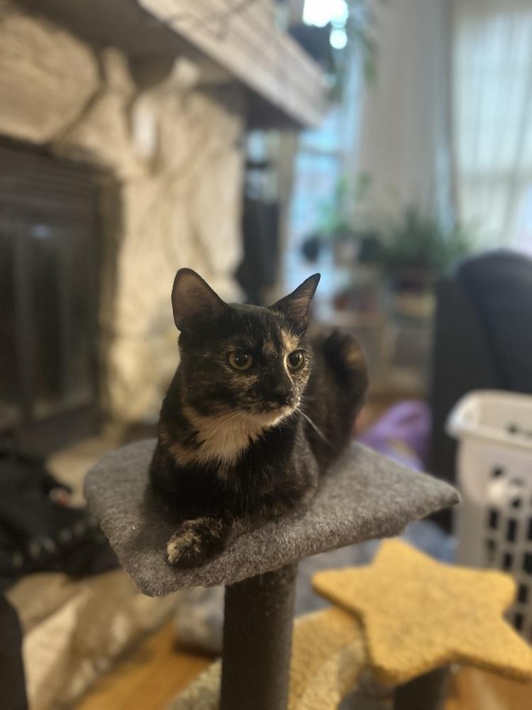 Prada, a Adoptable mixed breed in Chicago, IL image 4/6