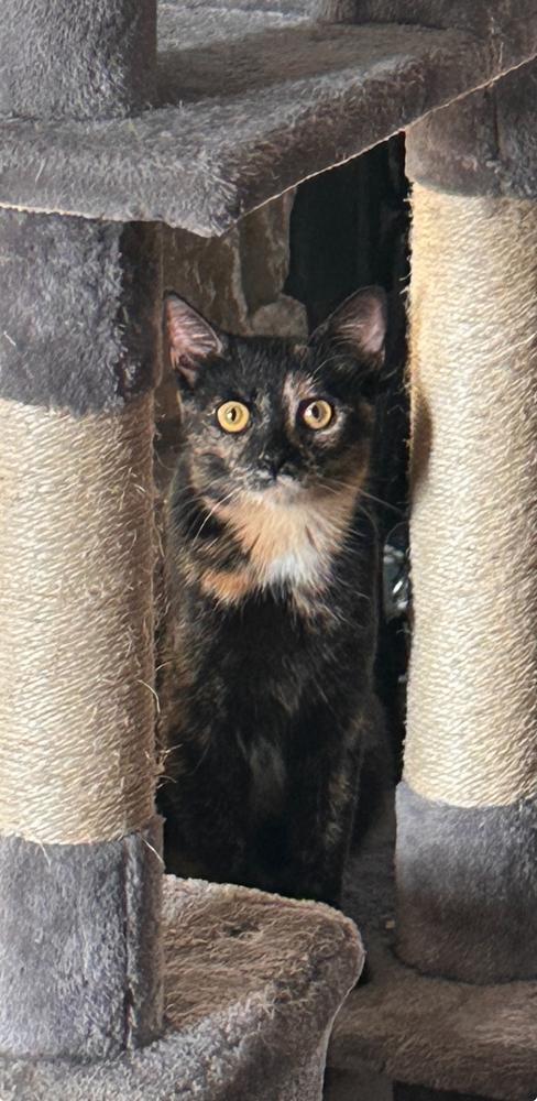 Prada, a Adoptable mixed breed in Chicago, IL image 5/6