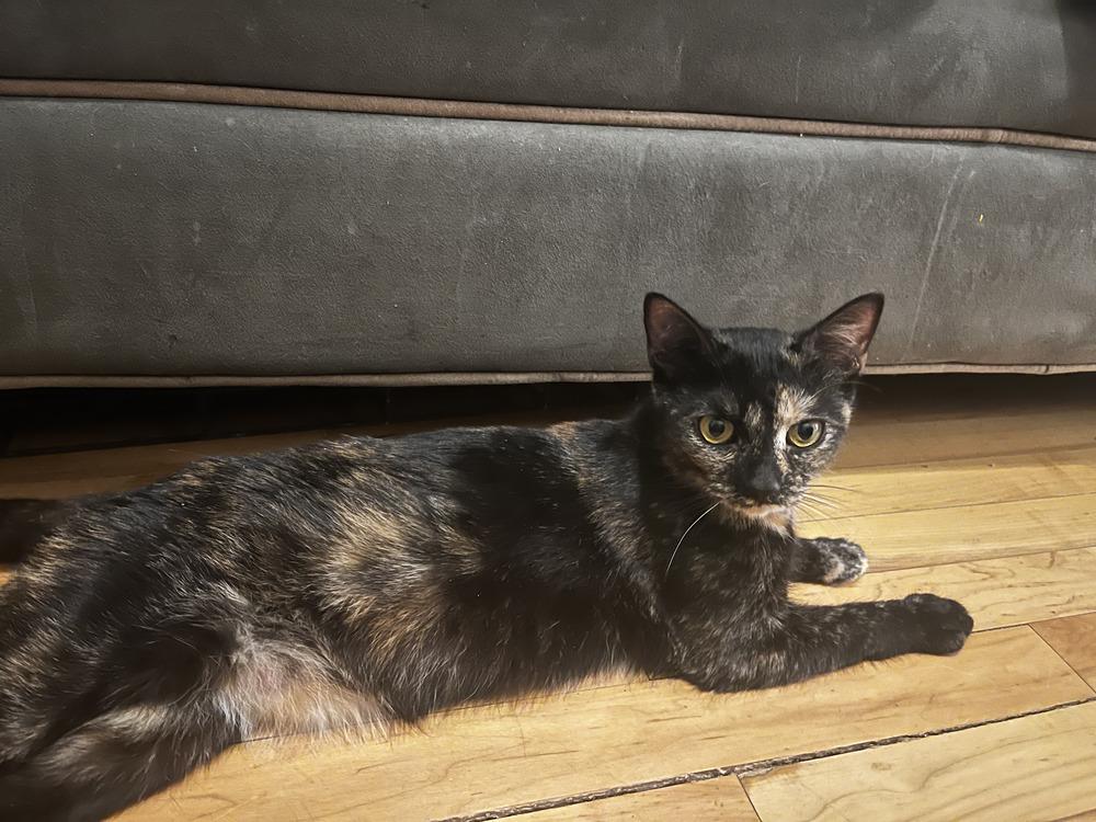 Prada, a Adoptable mixed breed in Chicago, IL image 6/6