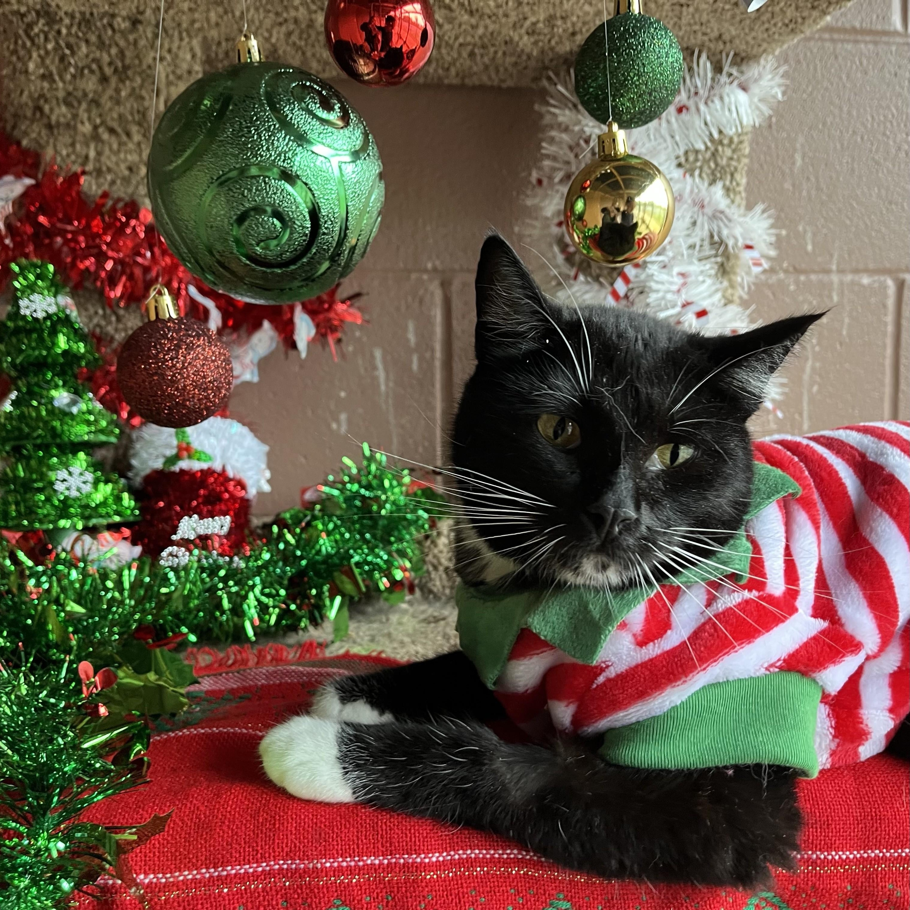 Rockella — thumbnail 5