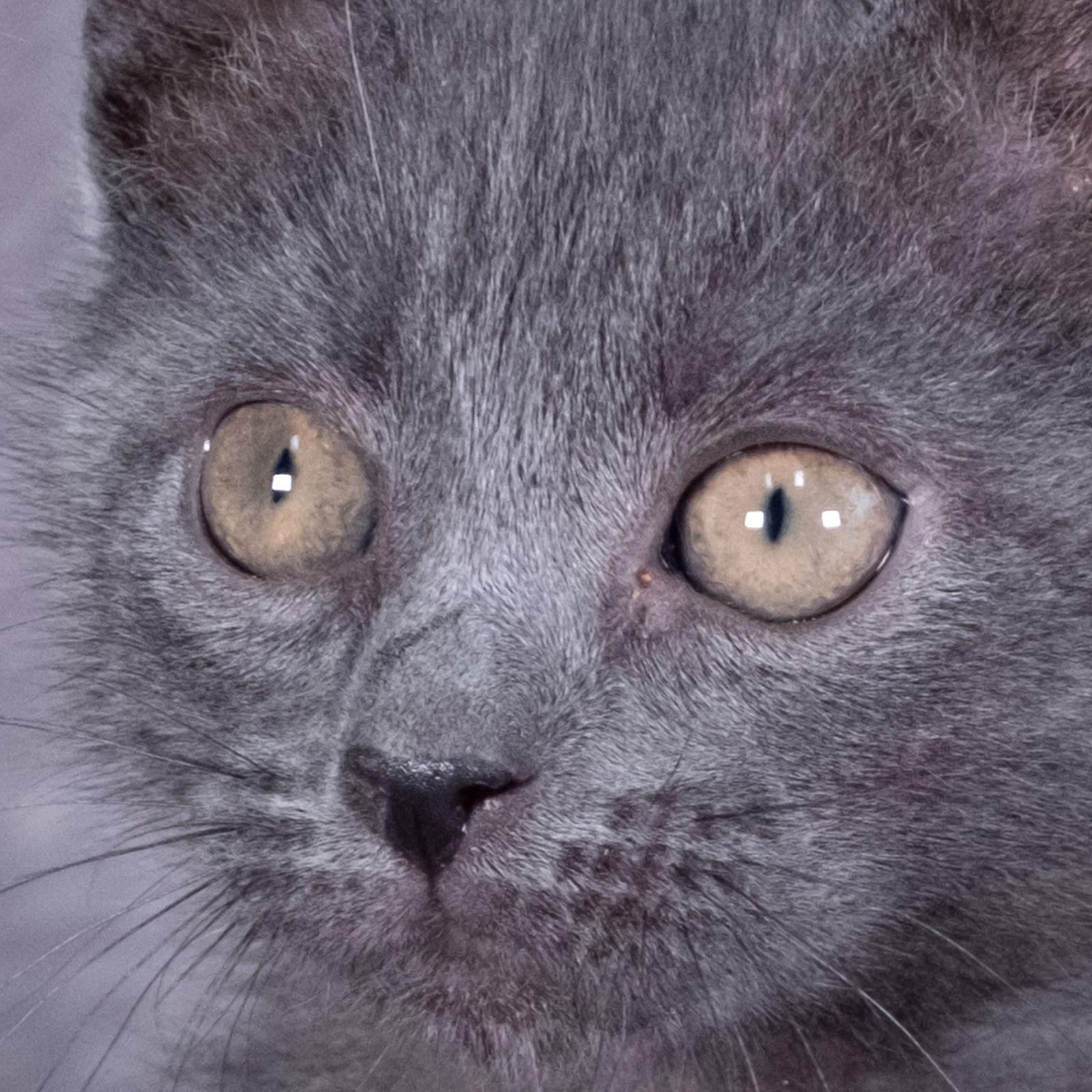 Blue Velvet - Andrea foster, a Adoptable Domestic Short Hair in Social Circle, GA image 1/3