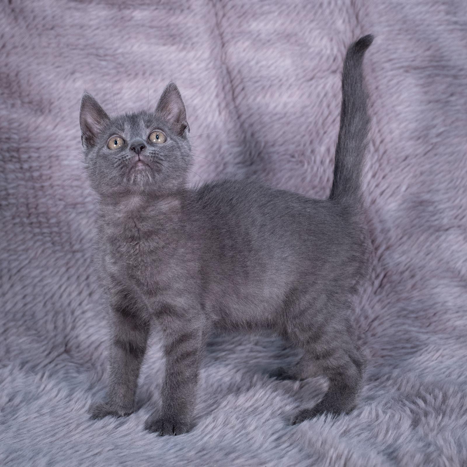 Blue Velvet - Andrea foster, a Adoptable Domestic Short Hair in Social Circle, GA image 2/3