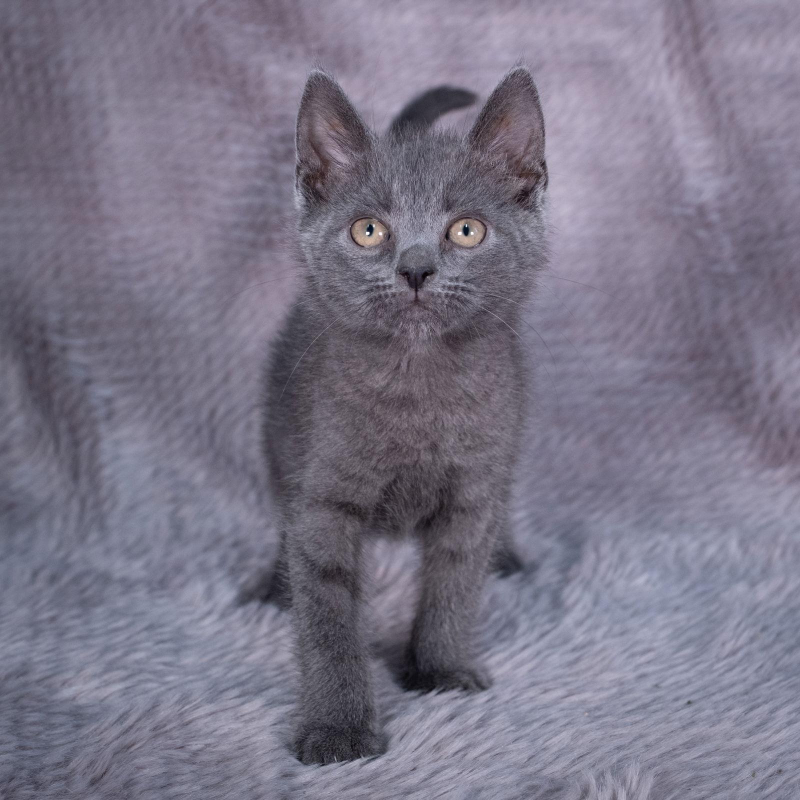 Blue Velvet - Andrea foster, a Adoptable Domestic Short Hair in Social Circle, GA image 3/3