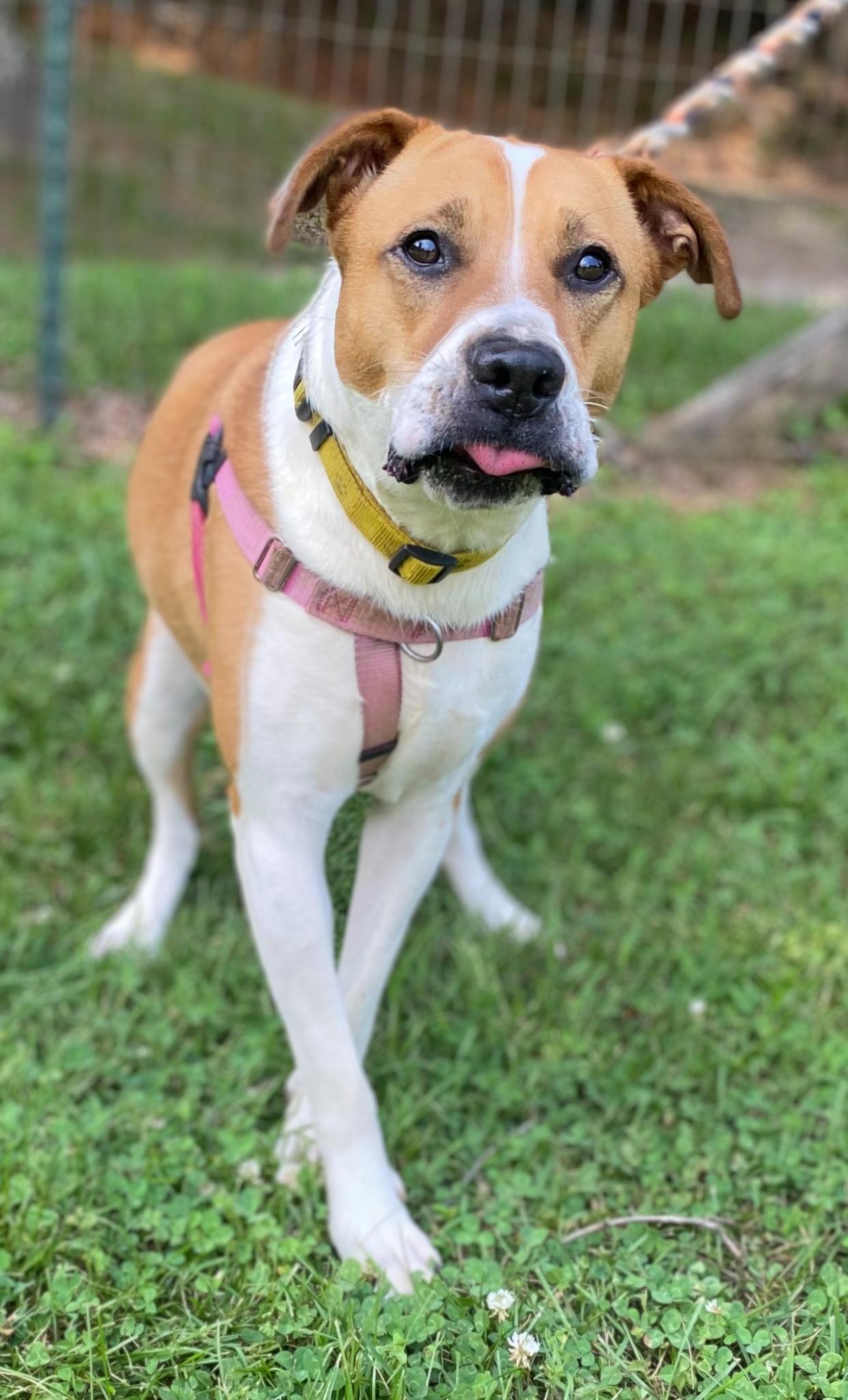 Spice, Adult Female Boxer